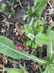 Norvellina chenopodii