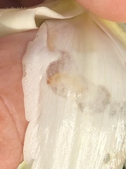 Caplothorax melanopterus