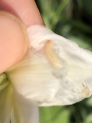 Caplothorax melanopterus