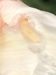 Caplothorax melanopterus