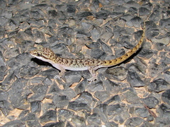 Nactus cheverti