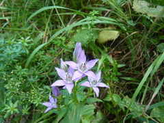 Gentianella austriaca