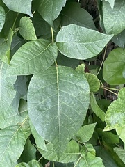 Toxicodendron radicans
