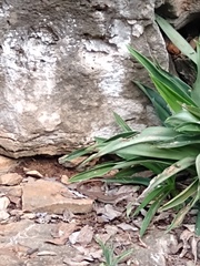 Aspidoscelis angusticeps