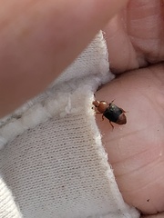 Caplothorax melanopterus