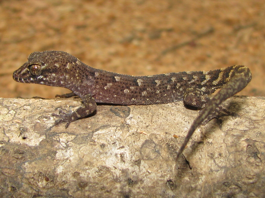 Eborac Slender-Toed Gecko