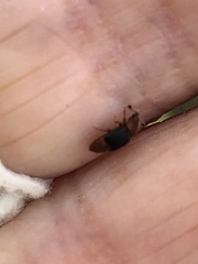 Caplothorax melanopterus