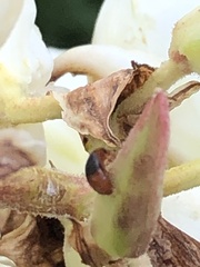 Caplothorax melanopterus