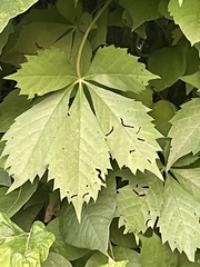 Parthenocissus quinquefolia