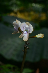 Didymoplexiella siamensis