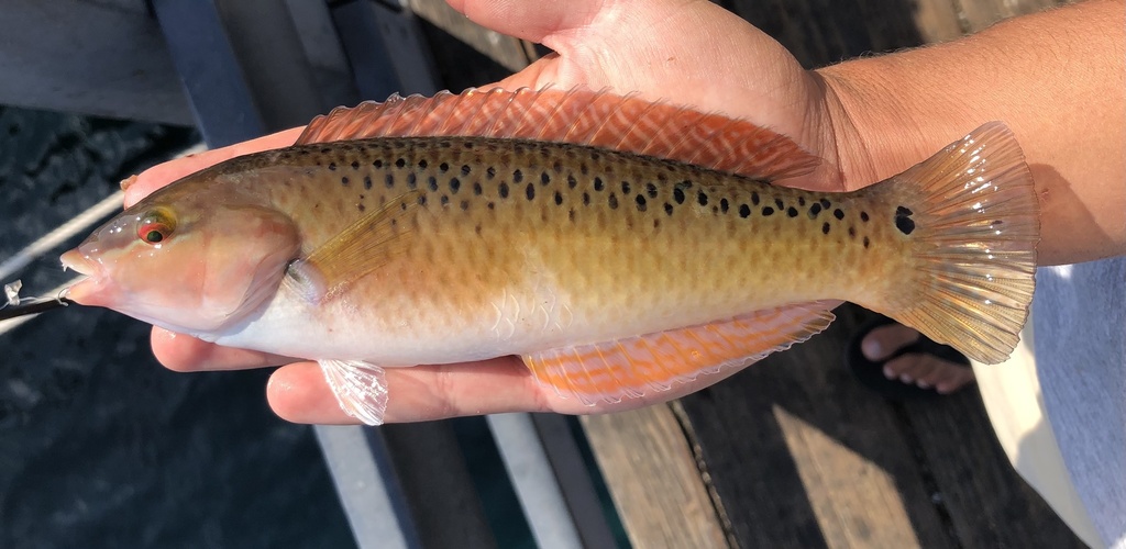Rock wrasse (Halichoeres semicinctus) — Labridae