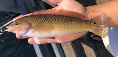 Rock Wrasse photo 4
