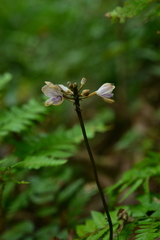 Didymoplexiella siamensis