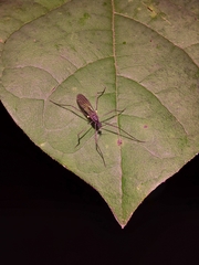 Gnophomyia tristissima