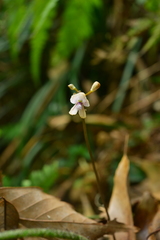 Didymoplexiella siamensis