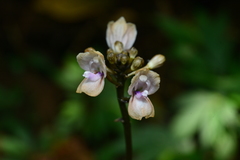 Didymoplexiella siamensis