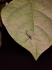 Gnophomyia tristissima