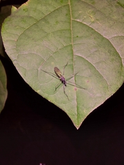 Gnophomyia tristissima