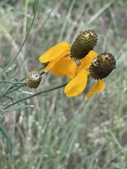 Ratibida columnifera