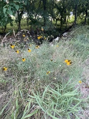 Ratibida columnifera