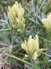 Castilleja lutescens