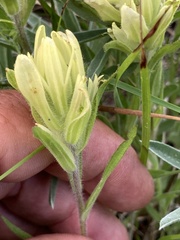 Castilleja lutescens