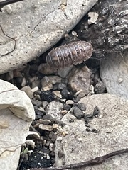 Armadillidium vulgare