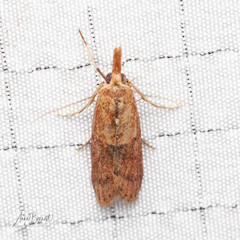 Macrorrhinia endonephele