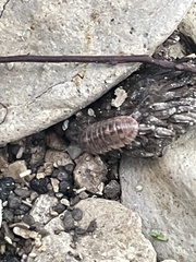 Armadillidium vulgare
