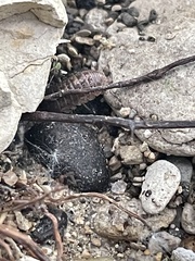 Armadillidium vulgare
