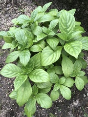 Persicaria tinctoria
