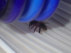 Apocephalus borealis