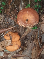 Lactarius peckii