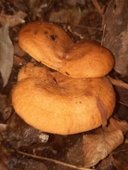 Lactarius peckii