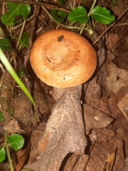 Lactarius peckii