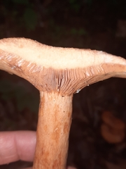 Lactarius peckii