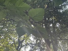Catalpa