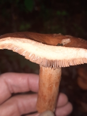 Lactarius peckii