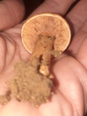 Lactarius peckii