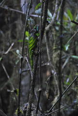 Calumma oshaughnessyi