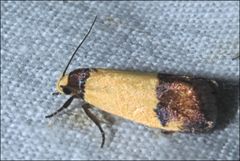 Heteroteucha kershawi