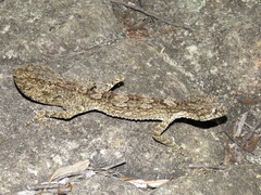 Rough-Throated Leaf-Tail Gecko photo 2