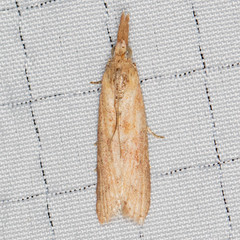 Macrorrhinia endonephele