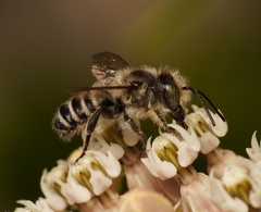 Megachile