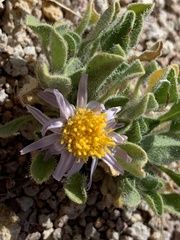 Erigeron latus