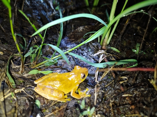 Godman's Tree Frog