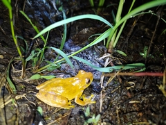 Godman's Treefrog photo 3