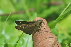 Pithauria murdava
