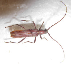 Aneflus levettei