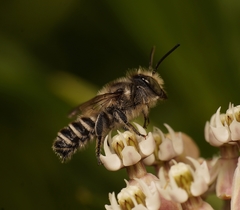 Megachile